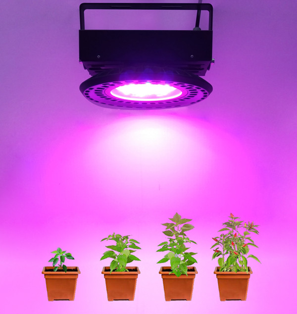 platation growth light